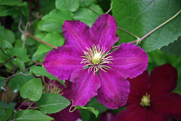 Cl&eacute;matite violette au printemps, Jardin des Plantes Paris