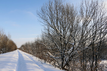 Path in the snow in a cold winter day