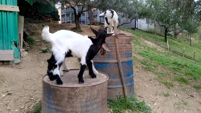 Caprette nane lottacombattono combattono tra di loro