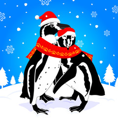 cute penguin cartoon couple with love. image with scarf and snow. vector illustration.