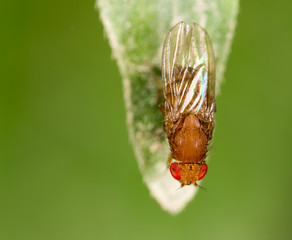 fly on a green leaf