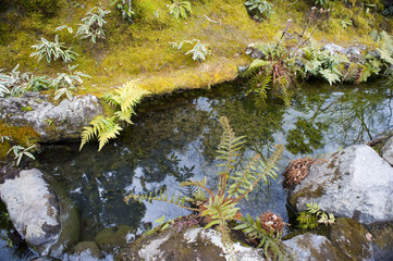 ferns and mosses growing on the side of a small pond with reflections of surrounding trees