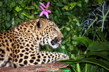 Fototapeta na wymiar Leopard sleeping in jungle close up view