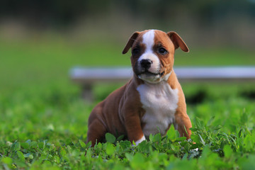 Puppy staffordshire bull terrier red colour