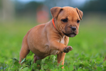 Puppy staffordshire bull terrier red colour © melounix