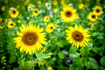Sonnenblumen