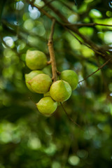 Macadamia on tree
