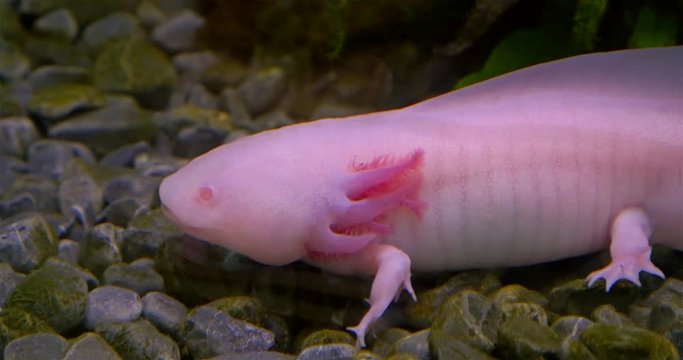 Axolotl, Mexican Salamander (Ambystoma Mexicanum) or Mexican Walking Fish