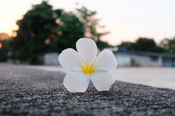 White Plumeria on ground