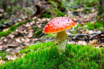 Fly agaric mushroom in forest