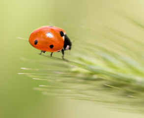 Obraz premium ladybird on nature. macro