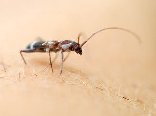 small beetle bark beetle. macro
