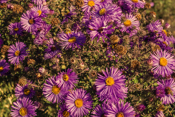 Fototapeta premium flowers close up