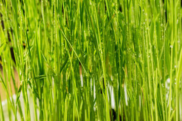 water drops on  green grass  background