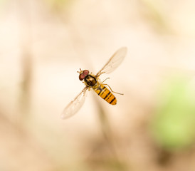 fly in flight in nature. macro