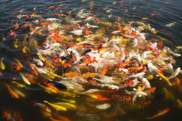 Colorful koi fish