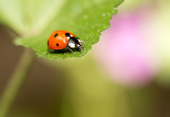 ladybird on nature. macro