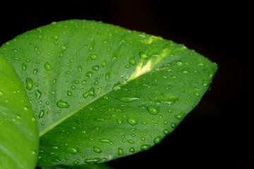 Fototapeta na wymiar Drop of water on leaf.
