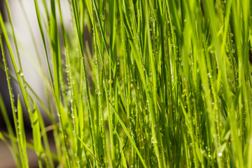 water drops on  green grass  background
