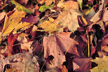 Autumn dead dry leaves background. Fall in park. Abstract autumn background. Selective focus