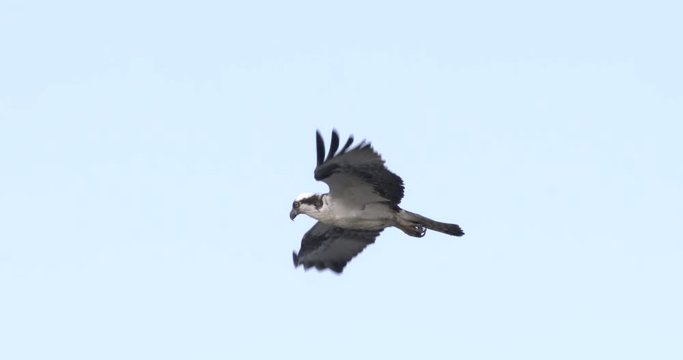 Slow motion of osprey flying in sky