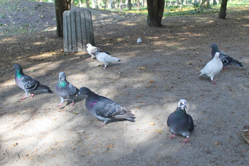Doves in a city park