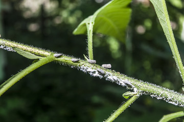 Pests on the plant