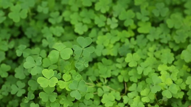 Clover patch, static.
