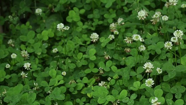Steadicam pan patch of clovers with flowers, pan.