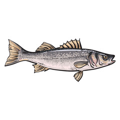 Hand drawn seabass, sketch style vector illustration isolated on white background. Colorful realistic drawing of a seabass, edible marine fish
