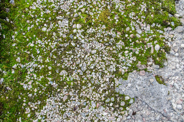 Green Moss on wall / Concrete Wall with Texture Scars and Moss Green Algae , Texture Background, Horizontal / Moss growing on the concrete floor / Old concrete covered with moss background