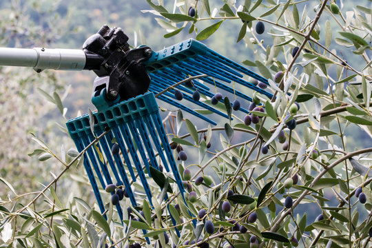 Raccogliere le olive meccanicamente