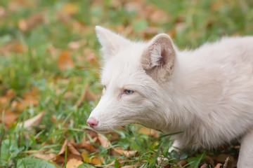 Obraz premium Portrait of a Beautiful white Fox