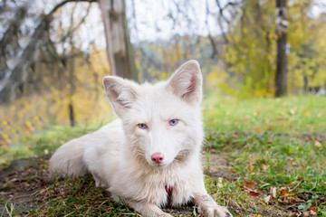Portrait of a Beautiful white Fox