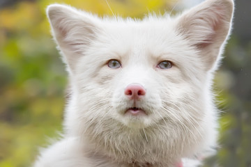 Naklejka na ściany i meble Portrait of a Beautiful white Fox