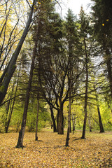 trees on the white background