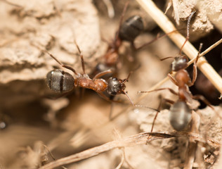 ants on the ground. macro