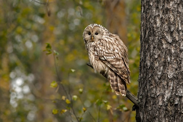 beautiful owl on a tree