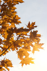 Yellow maple leaves on the background of the autumn sky. Autumn background,