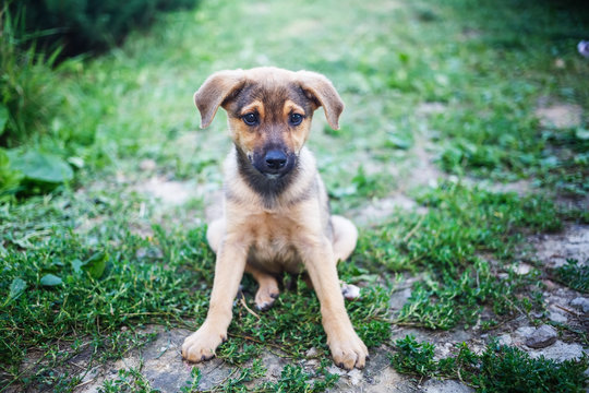 A Small Dog. Puppy Sitting In The Green Grass. Shallow Depth Of Field. Selective Focus.