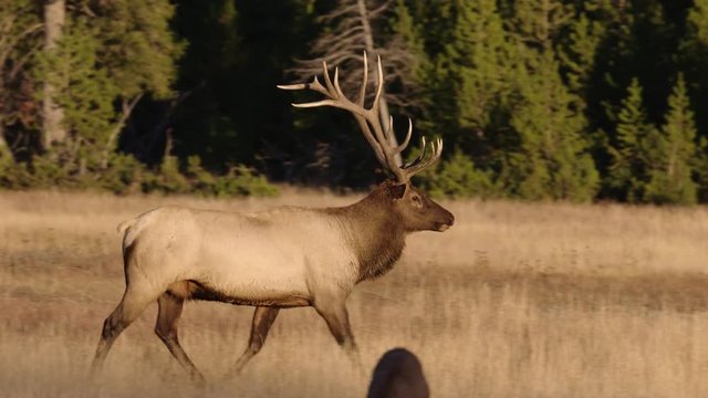 Tracking shot of elk at Yellowstone National Park