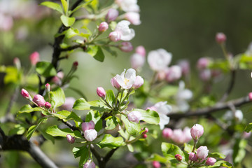 beautiful flowers on the apple tree in nature