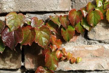 Colorful red, green autumn grape leaves on the wall of bricks