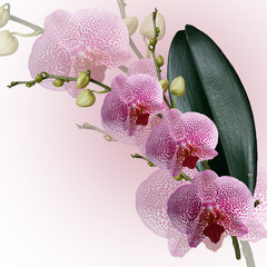 Beautiful branch mottled purple orchid. Isolated 
