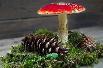 Amanita muscaria with pinecones and moss