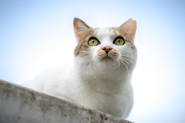 Fototapeta premium 寒さの中のミケっち