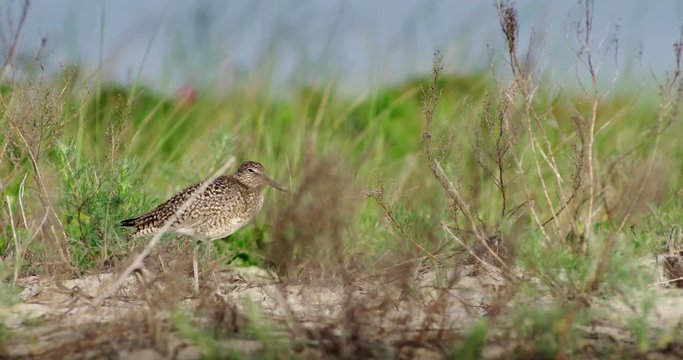 Close up of sandpiper standing in field