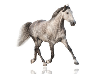 Fototapeta na wymiar White horse run isolated on white background