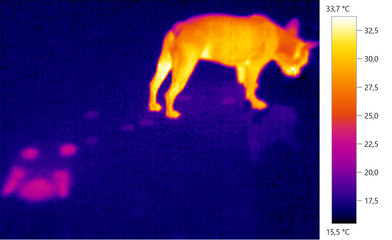 Thermal image photo, french bulldog