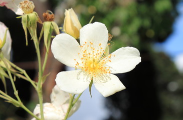 White dog rose flower